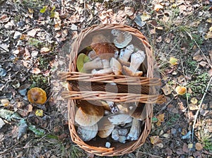 Basket with porcini mushrooms in forest