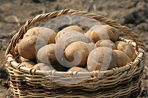 A basket of potatoes.