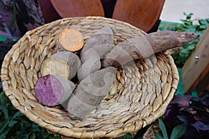 A basket of potatoes and purple potatoes