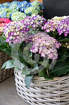 Basket of potted purple hydrangea or Hydrangea macrophylla in the flower shop.