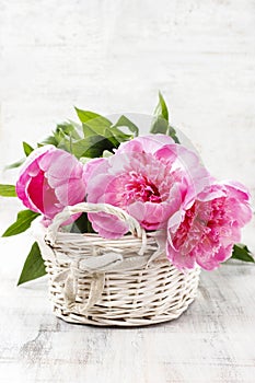 Basket of pretty pink peonies, white rustic background, copy spa