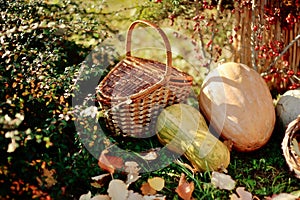 Basket and pumpkin