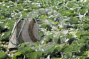 Basket put cabbage