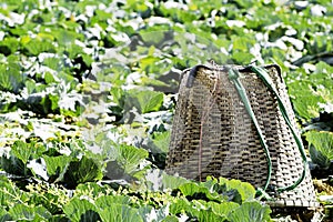 Basket put cabbage