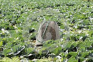 Basket put cabbage