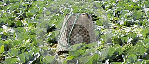 Basket put cabbage