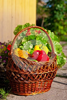 Basket qith harvest