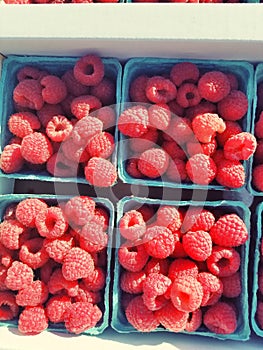 Basket of rasberries red