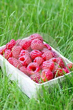 Basket of raspberries