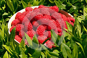 A basket of raspberries