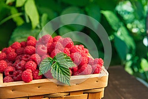 Basket with raspberries near bush on wooden table in garden