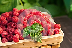 Basket with raspberries near bush on wooden table in garden