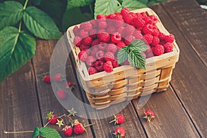 Basket with raspberries near bush on wooden table in garden