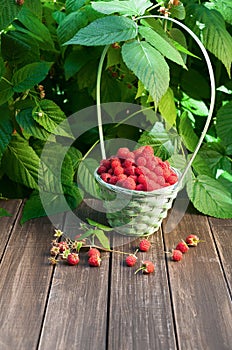 Basket with raspberries near bush on wooden table in garden