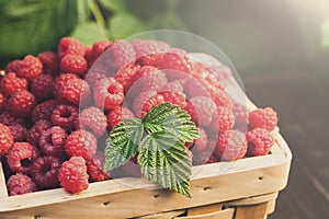 Basket with raspberries near bush on wooden table in garden