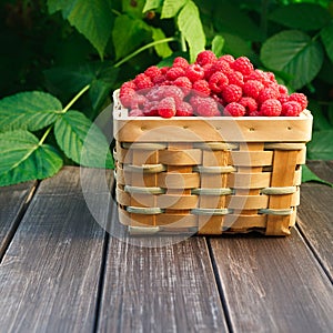 Basket with raspberries near bush on wooden table in garden