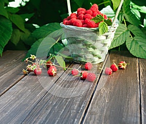 Basket with raspberries near bush on wooden table in garden