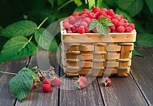 Basket with raspberries near bush on wooden table in garden