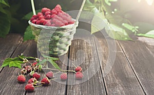 Basket with raspberries near bush on wooden table in garden