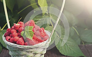 Basket with raspberries near bush on wooden table in garden