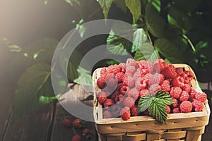 Basket with raspberries near bush on wooden table in garden