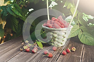 Basket with raspberries near bush on wooden table in garden