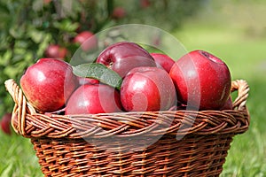 Basket of red apples