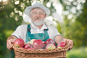 Basket with red apples in basket, farmer holdng it on background.