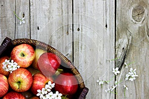 Basket of red apples with white spring flowers