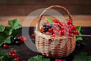 Basket with Red and Black currant with leaves.