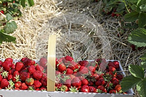 Basket with red fresh picked strawberry