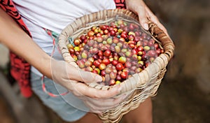 Basket with red ripe coffee beans in a hads of coffee picker at coffee plantation in Colombia