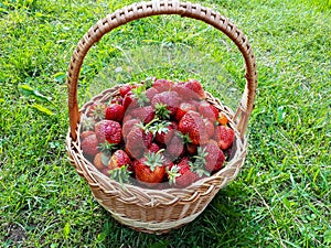 Basket with red, ripe strawberries on the ground with green grass in summer. Fruit and food background. Taste of summer