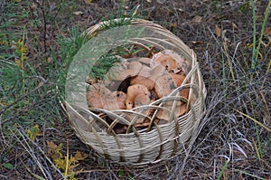 Basket with redheads standing under the tree in a forest clearing