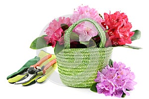 Basket with rhododendron flower heads and garden tools