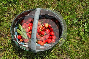 Basket with ripe cherries on green grass on a sunny day