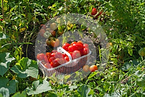 Basket of Ripe Field Tomatoes in The Garden