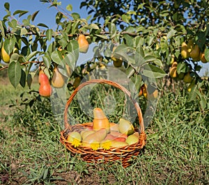 Basket of ripe pears under a tree