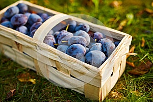 Basket with ripe plums on a sunny day