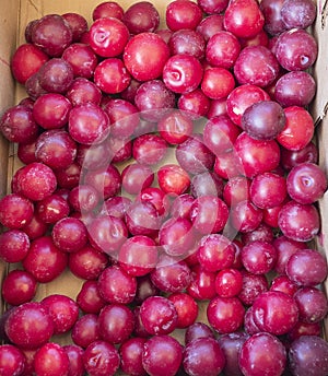 Basket of ripe red plums ready to eat for sale at the farmers market