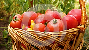 Basket with ripe red tomatoes in the garden
