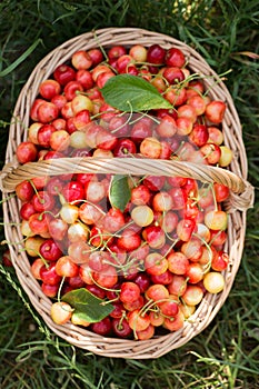 A basket with ripe sweet cherries on the grass in the garden