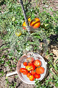 Basket with ripe tomatoes near tomato bush