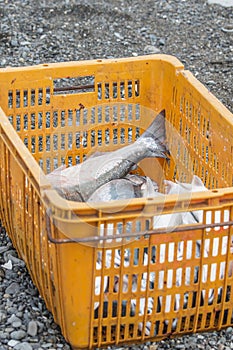 Basket with salmon on the shore