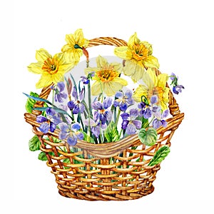 Basket of spring flowers. Daffodils and violets. Watercolor.