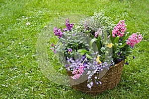 Basket with spring flowers in the garden