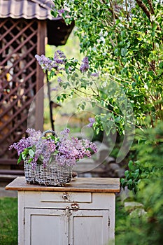 Basket of spring lilacs on vintage bureau in spring garden