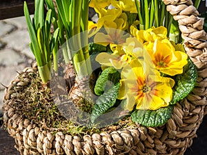 Basket with yellow spring primroses