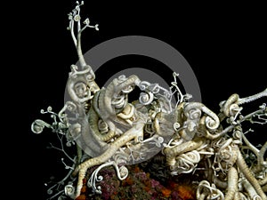 Basket Star