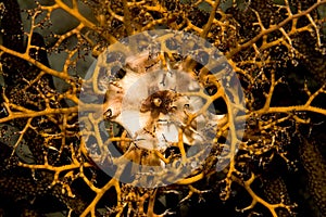 Basket star